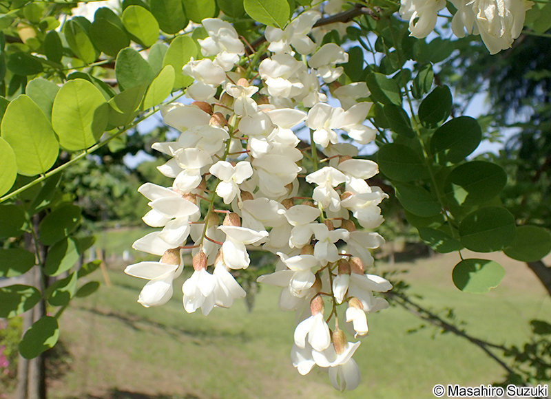 トゲナシハリエンジュ Robinia pseudoacacia f. inermis