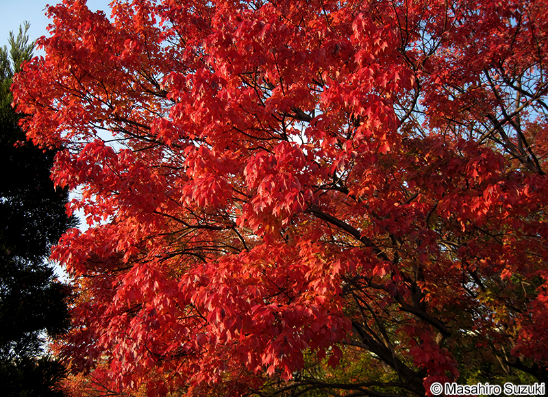 トウカエデ Acer buergerianum