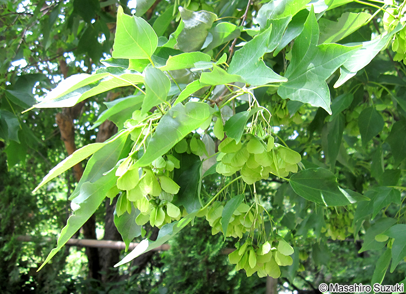 トウカエデの果実