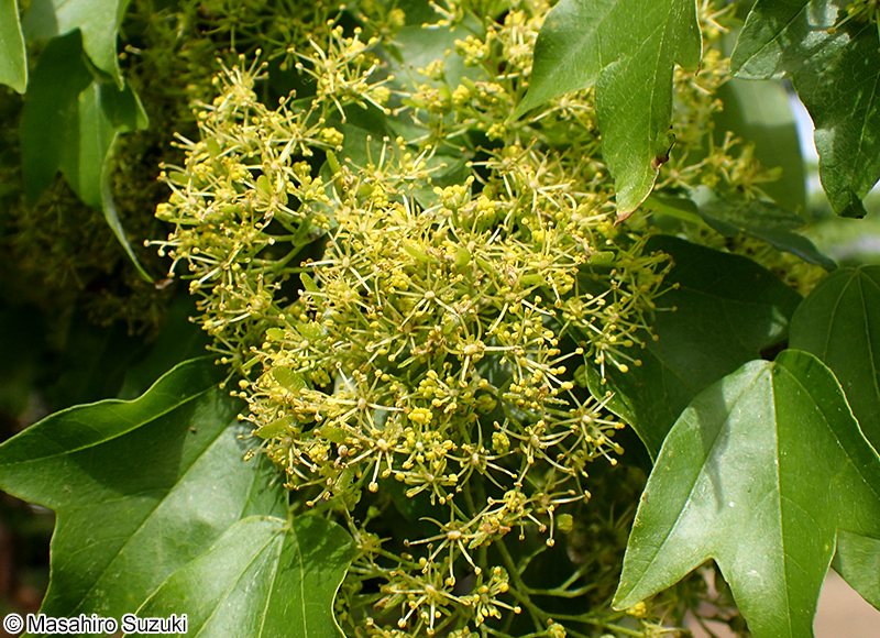 トウカエデ Acer buergerianum