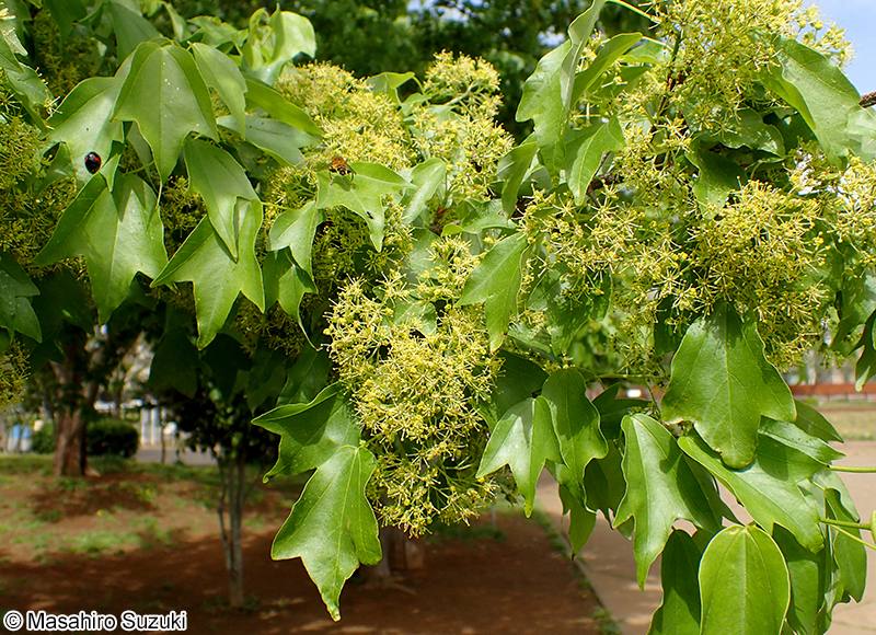 トウカエデ Acer buergerianum