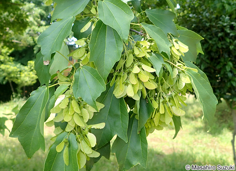 トウカエデ Acer buergerianum
