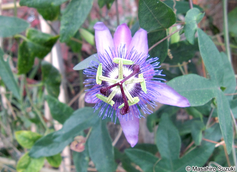トケイソウ Passiflora caerulea