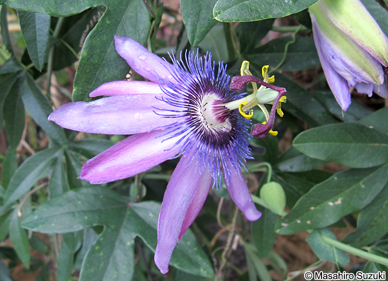 トケイソウ Passiflora caerulea