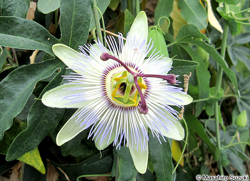トケイソウ Passiflora caerulea