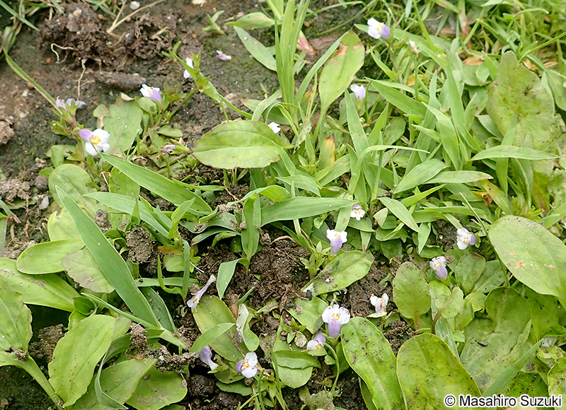 トキワハゼ Mazus pumilus