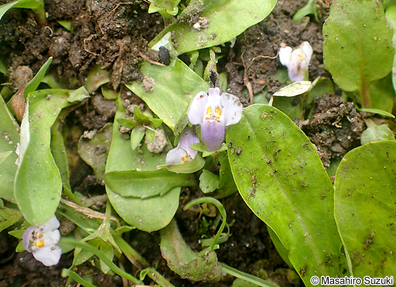トキワハゼ Mazus pumilus