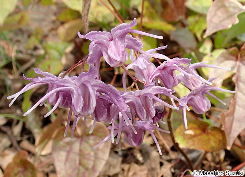 トキワイカリソウ Epimedium sempervirens