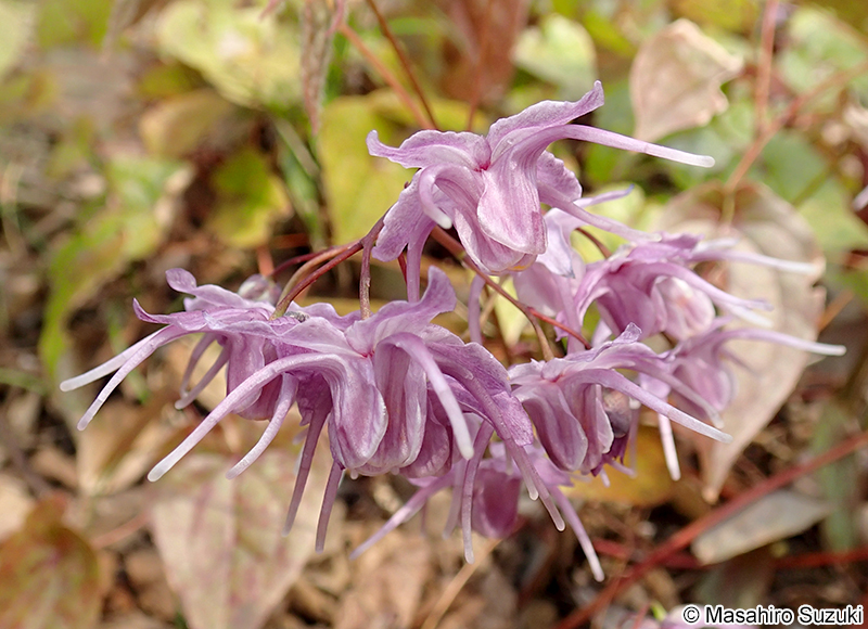 トキワイカリソウ Epimedium sempervirens