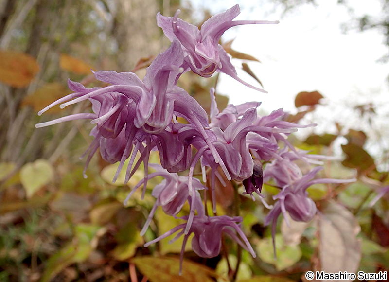 トキワイカリソウ Epimedium sempervirens