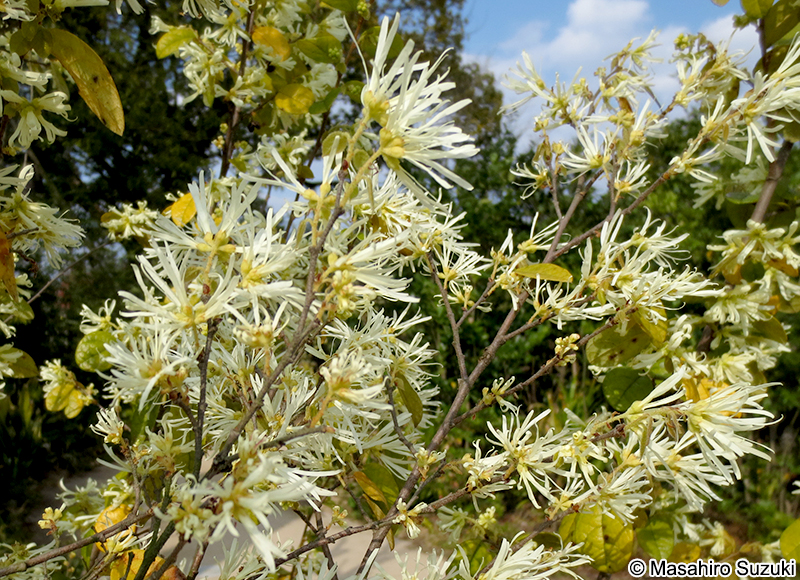 トキワマンサク Loropetalum chinense