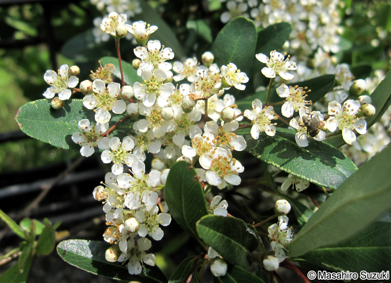 トキワサンザシ Pyracantha coccinea