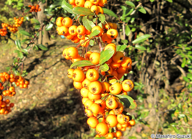 トキワサンザシ Pyracantha coccinea