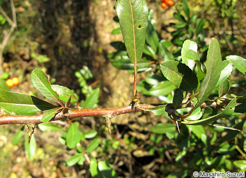 トキワサンザシ Pyracantha coccinea
