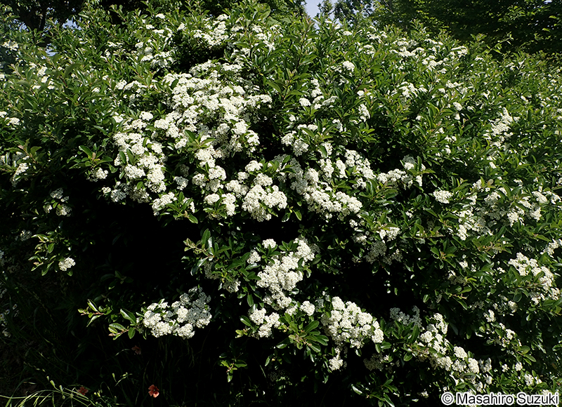 トキワサンザシ Pyracantha coccinea