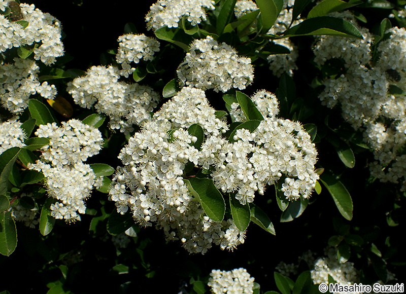 トキワサンザシ Pyracantha coccinea