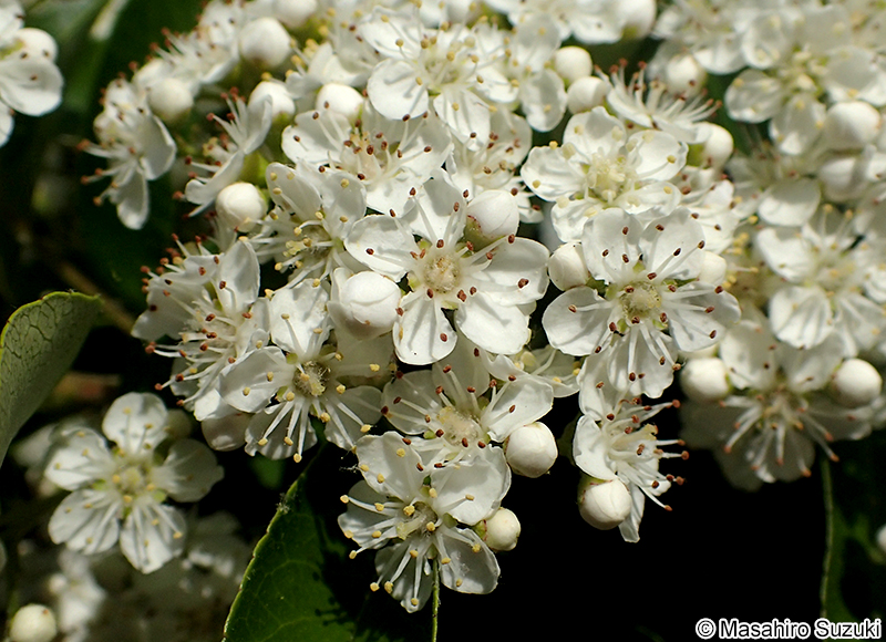 トキワサンザシ Pyracantha coccinea