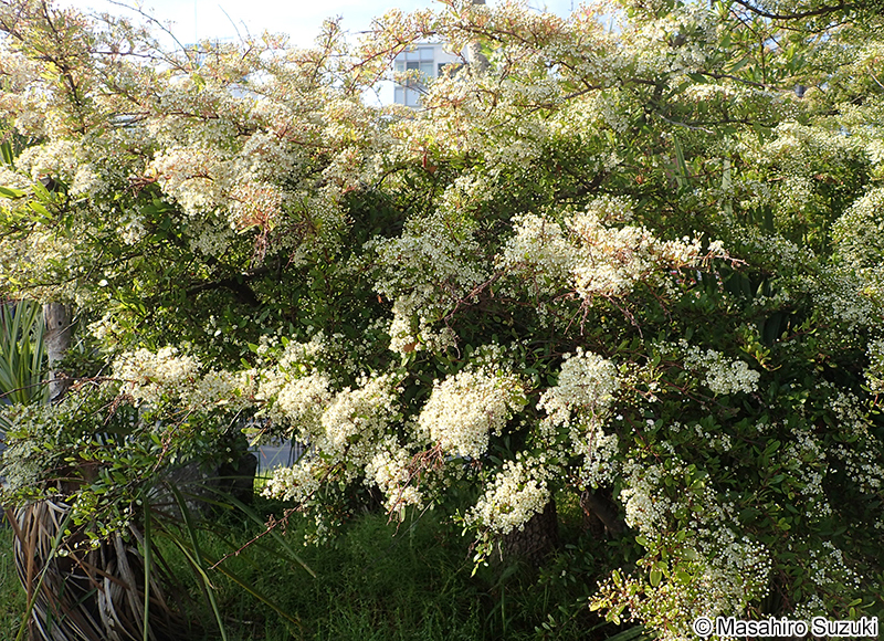 トキワサンザシ Pyracantha coccinea