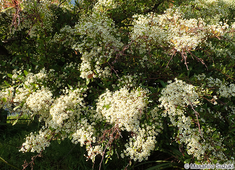 トキワサンザシ Pyracantha coccinea