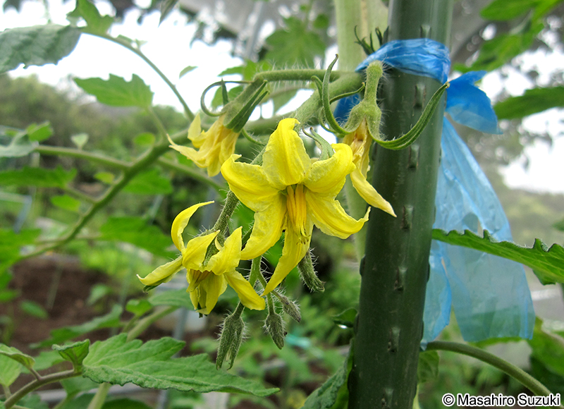 トマト Solanum lycopersicum