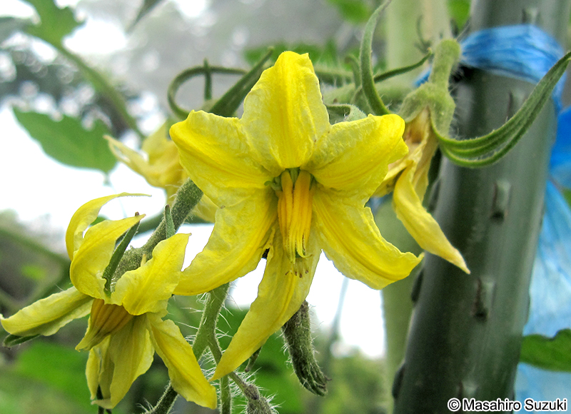 トマトの花