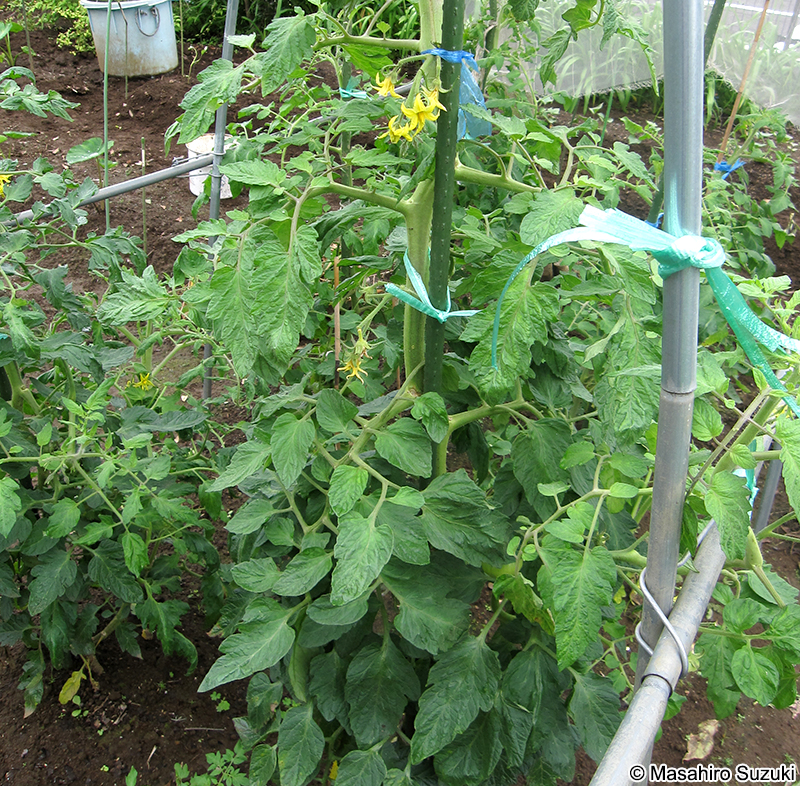 トマト Solanum lycopersicum
