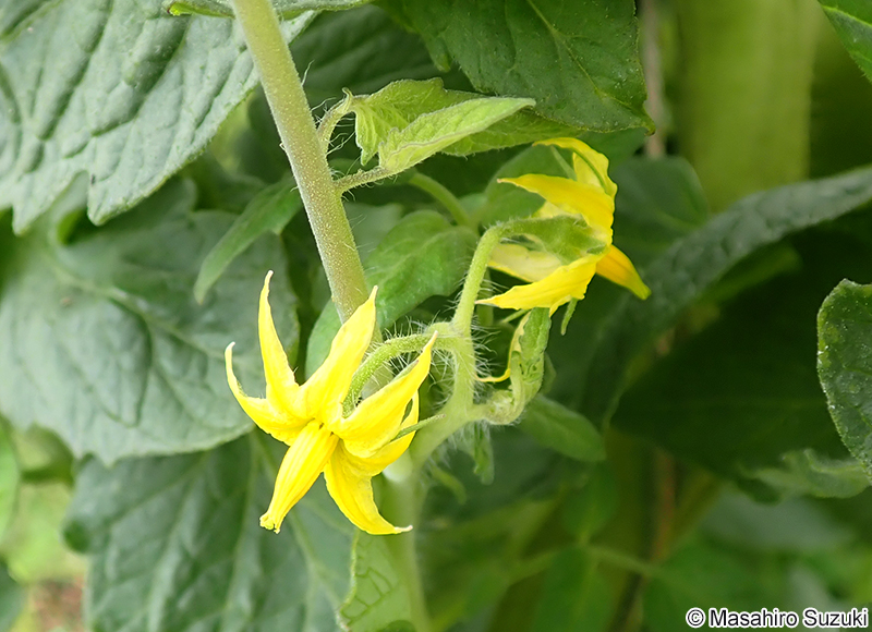 トマト Solanum lycopersicum