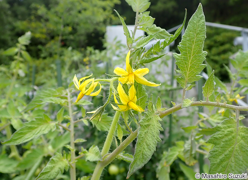 トマト Solanum lycopersicum