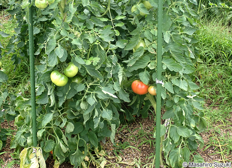トマト Solanum lycopersicum