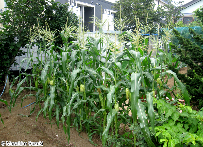 トウモロコシ Zea mays