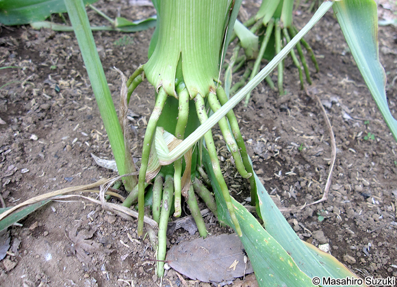 トウモロコシ Zea mays