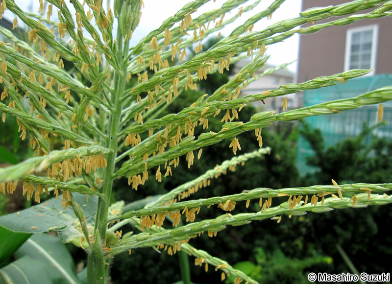 トウモロコシ Zea mays