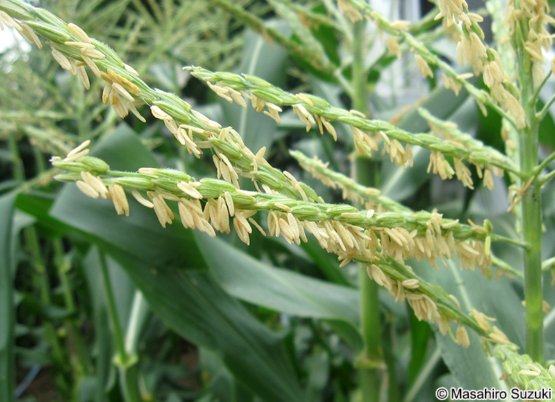 トウモロコシ Zea mays