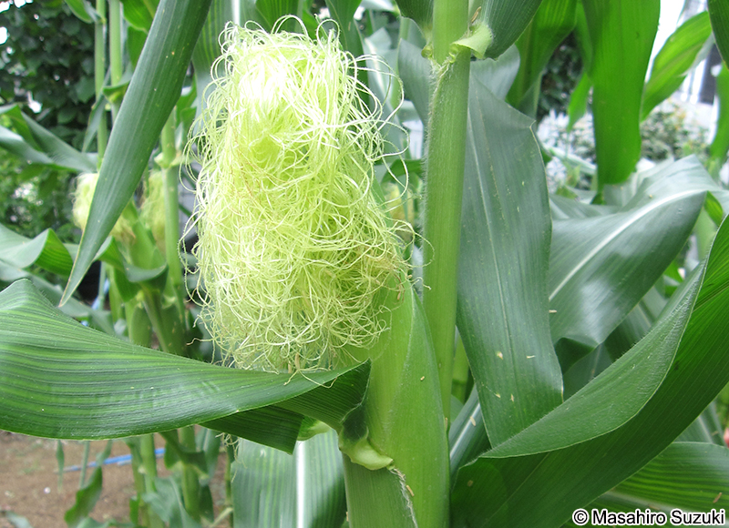 トウモロコシ Zea mays