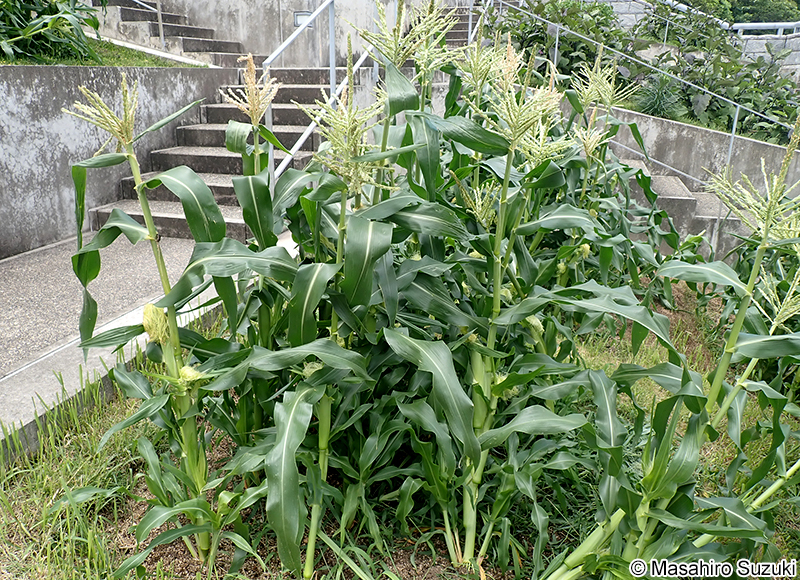 トウモロコシ Zea mays