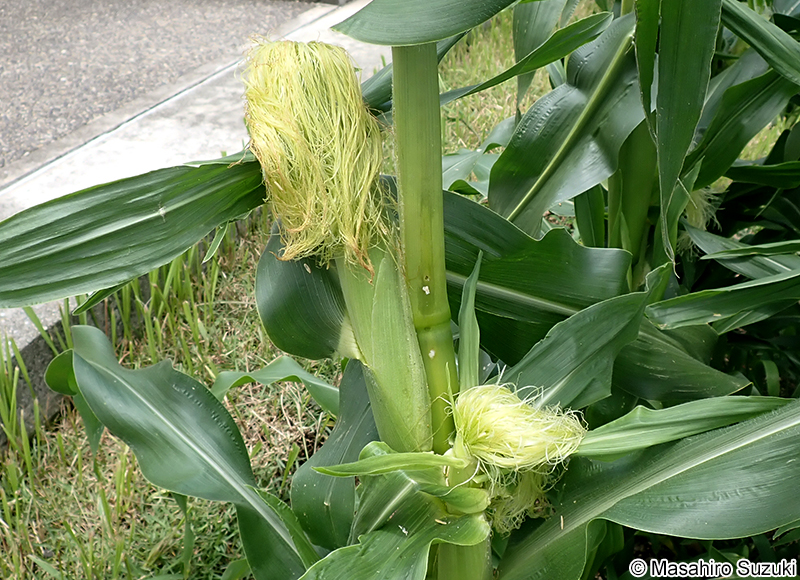 トウモロコシ Zea mays