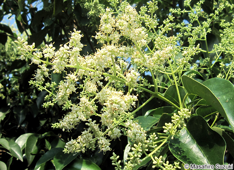 トウネズミモチ Ligustrum lucidum