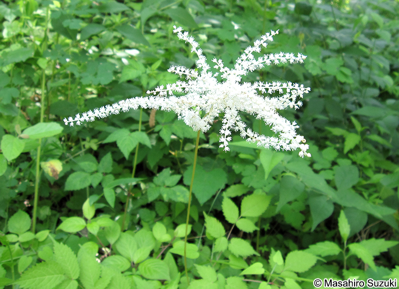 トリアシショウマ Astilbe odontophylla
