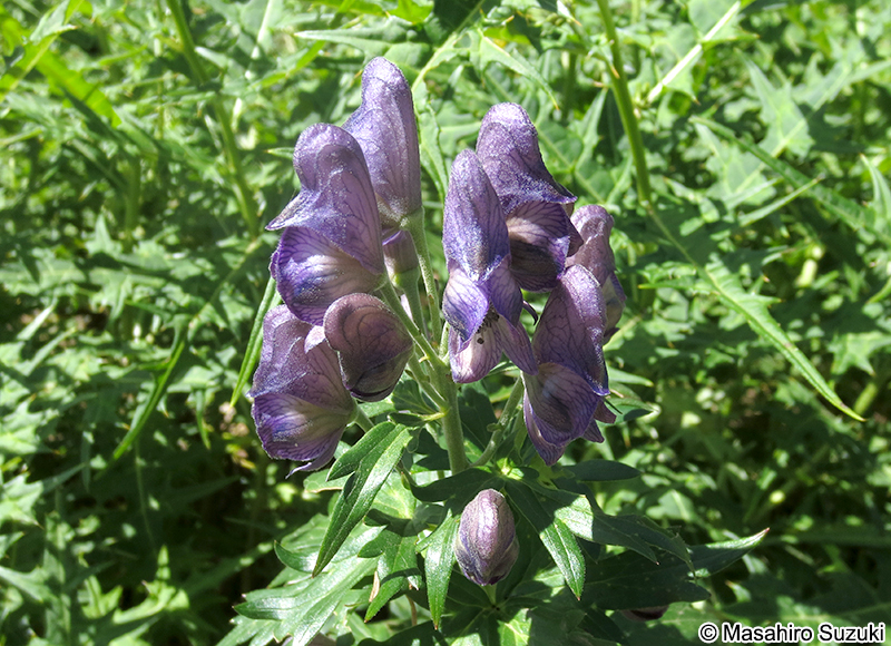 トリカブト属の1種 Aconitum sp.