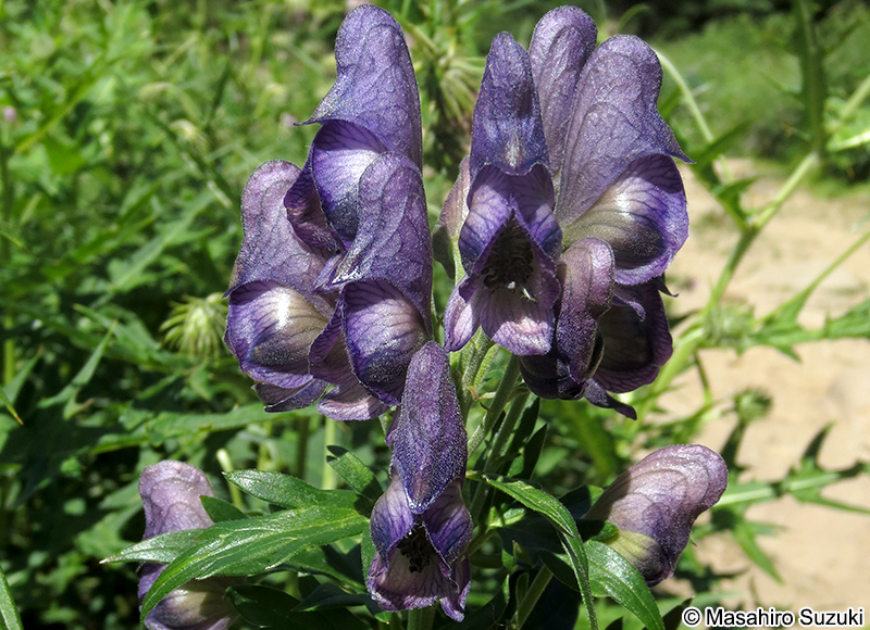 トリカブト属の1種 Aconitum sp.