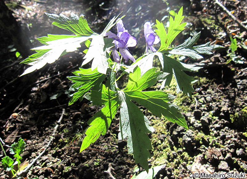トリカブト属の1種 Aconitum sp.