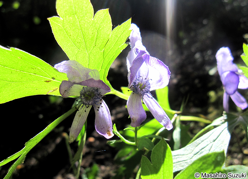 トリカブト属の1種 Aconitum sp.