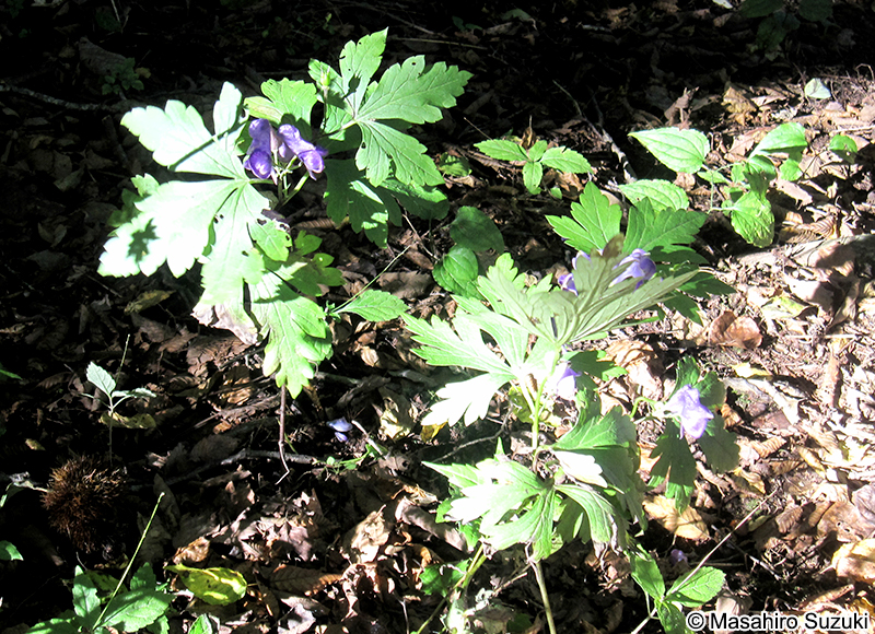 トリカブト属の1種 Aconitum sp.