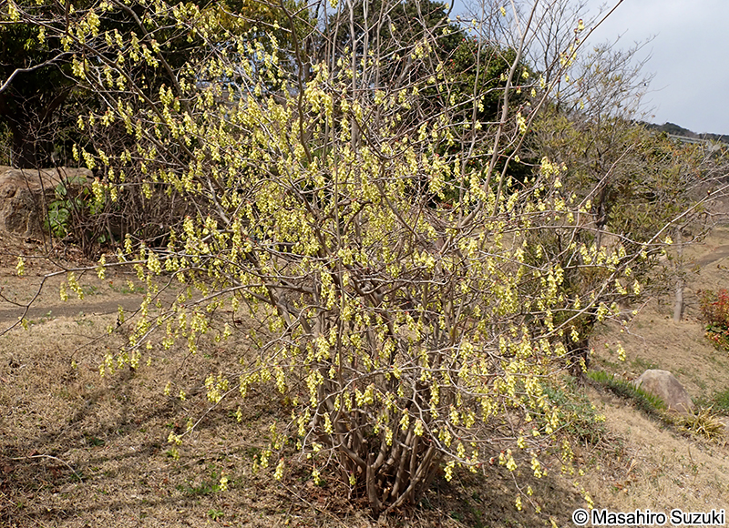 トサミズキ Corylopsis spicata