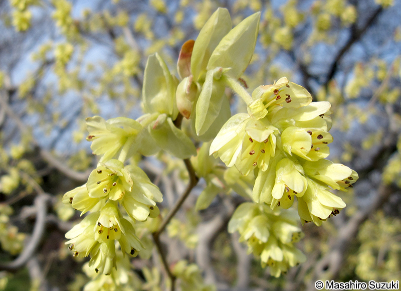トサミズキ Corylopsis spicata