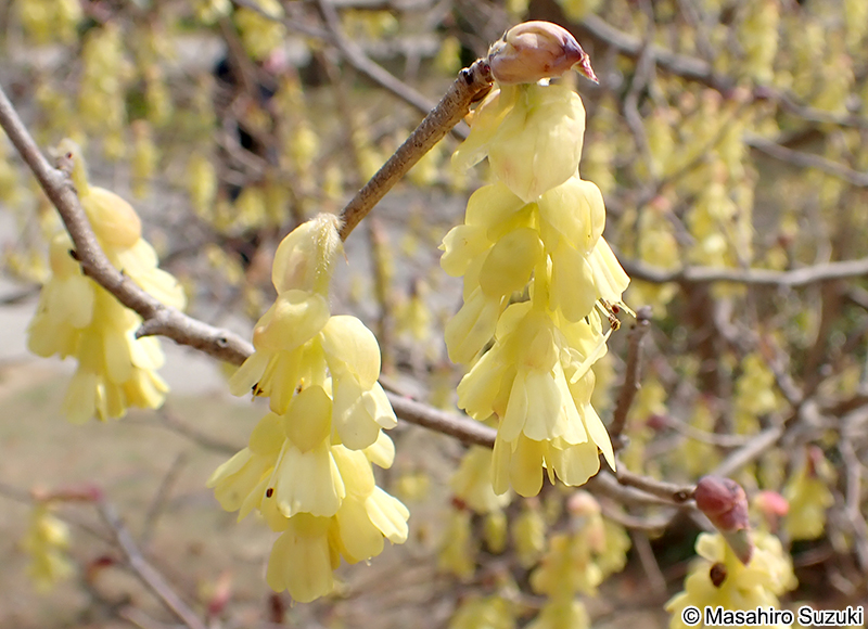 トサミズキ Corylopsis spicata