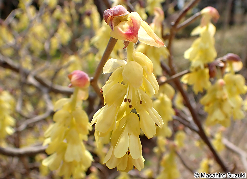 トサミズキ Corylopsis spicata