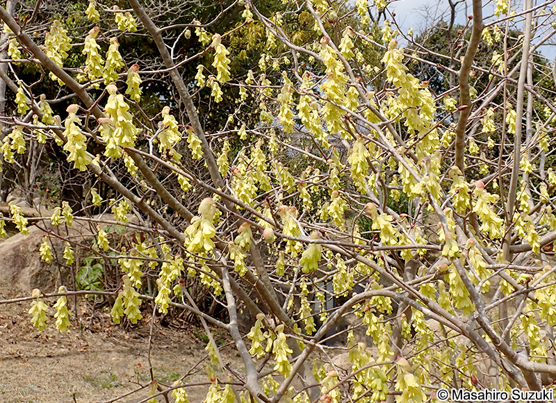 トサミズキ Corylopsis spicata