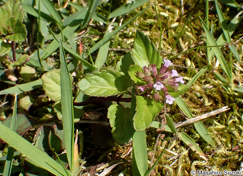 トウバナ Clinopodium gracile
