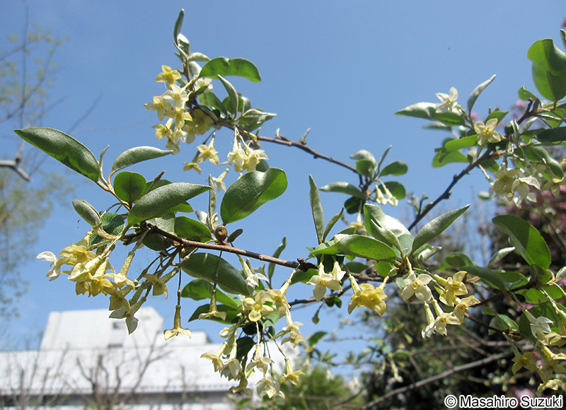 トウグミ Elaeagnu multiflora var. hortensis